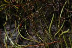 Boronia juncea