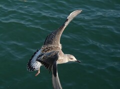 Larus michahellis