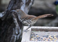 Toxostoma longirostre