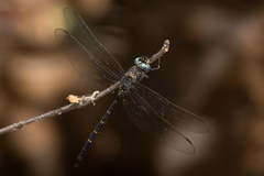 Austroaeschna anacantha