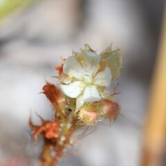 Drosera roseana