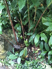 Chamaecostus congestiflorus