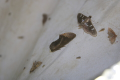 Gonodonta
