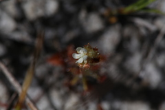 Drosera roseana