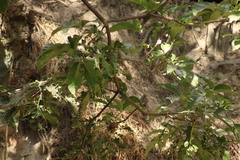 Spizella passerina