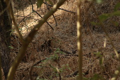 Thryomanes bewickii