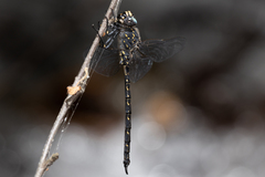 Austroaeschna anacantha