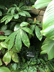 Monocostus uniflorus