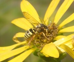 Nomada vincta