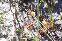 Drosera roseana