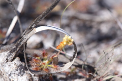 Drosera roseana