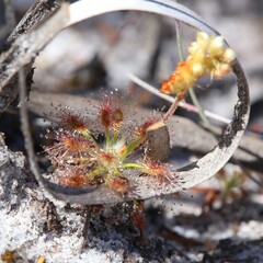 Drosera roseana