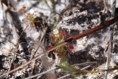 Drosera roseana