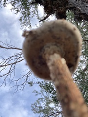 Battarreoides diguetii