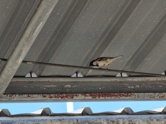 Passer domesticus indicus