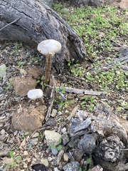 Battarreoides diguetii