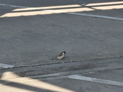 Passer domesticus indicus