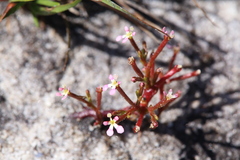 Stylidium inundatum