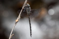 Austroaeschna anacantha