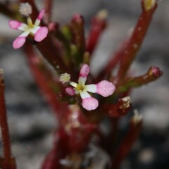 Stylidium inundatum