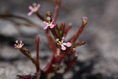 Stylidium inundatum