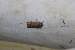 Janseodes melanospila