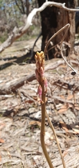 Dipodium