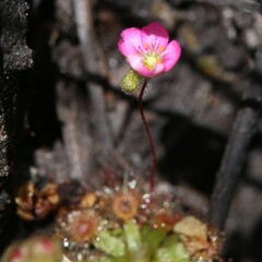 Drosera pulchella