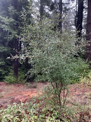 Ceanothus oliganthus sorediatus
