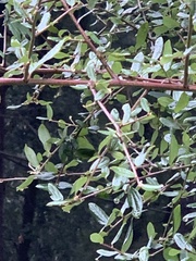 Ceanothus oliganthus sorediatus