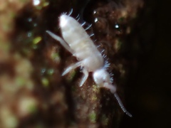 Tomoceridae
