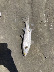 Aldrichetta forsteri