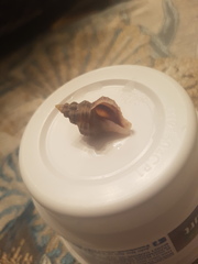 Hesperisternia multangulus