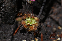 Drosera pulchella