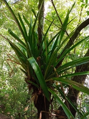 Aechmea bracteata