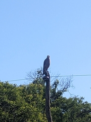 Buteogallus meridionalis