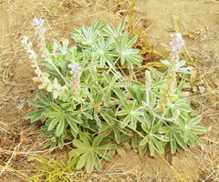 Lupinus leucophyllus