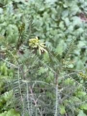 Astragalus trichopodus