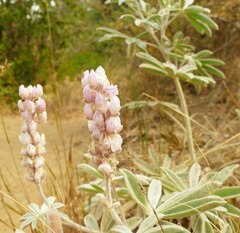 Lupinus leucophyllus