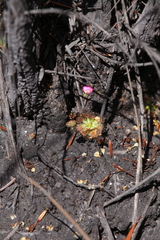 Drosera pulchella