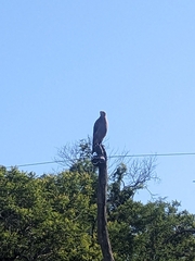 Buteogallus meridionalis