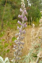 Lupinus leucophyllus