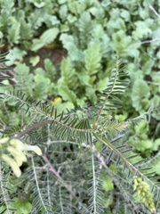 Astragalus trichopodus