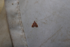 Deuterophysa fernaldi