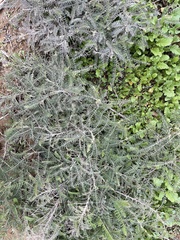 Astragalus trichopodus