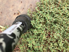 Euphorbia vermiculata