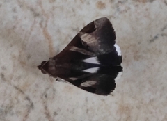 Melipotis fasciolaris