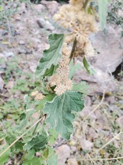 Sphaeralcea fendleri