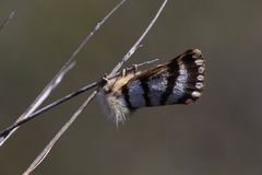 Tanystola isabella