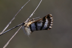 Tanystola isabella